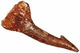 Fossil Sawfish (Onchopristis) Rostral Barb - Morocco #298235-1